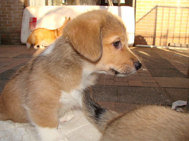 Puppies